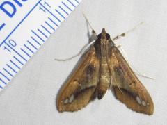 Diaphania fumosalis