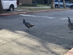 Meleagris gallopavo