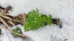 Anthriscus sylvestris