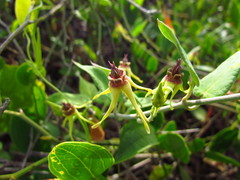 Oxypetalum banksii