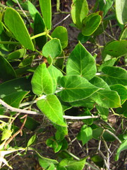 Oxypetalum banksii