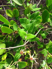 Oxypetalum banksii