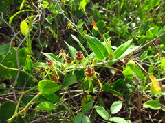 Oxypetalum banksii
