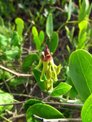 Oxypetalum banksii