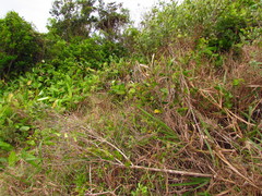 Oxypetalum banksii