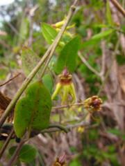 Oxypetalum banksii
