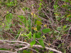 Oxypetalum banksii