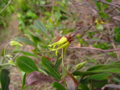 Oxypetalum banksii