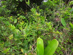 Oxypetalum banksii