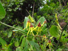 Oxypetalum banksii