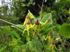 Oxypetalum banksii