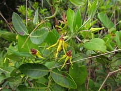 Oxypetalum banksii