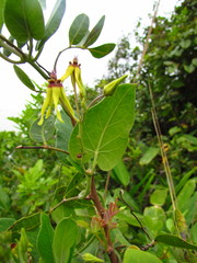 Oxypetalum banksii
