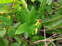 Oxypetalum banksii