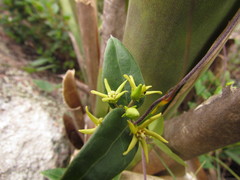 Oxypetalum hoehnei
