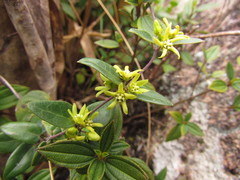 Oxypetalum hoehnei