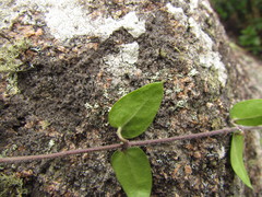 Oxypetalum hoehnei
