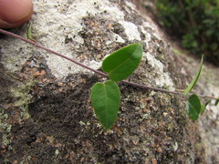Oxypetalum hoehnei