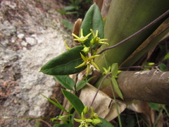 Oxypetalum hoehnei