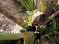 Oxypetalum hoehnei