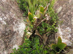 Oxypetalum hoehnei