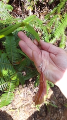 Nepenthes distillatoria