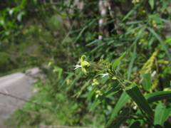 Oxypetalum marianae