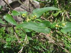 Oxypetalum marianae