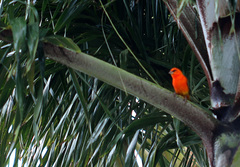 Foudia madagascariensis