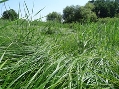 Carex buekii