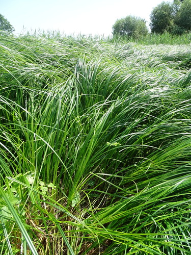 Image of Carex buekii by (c) Grzegorz Grzejszczak, some rights reserved (CC BY-SA)