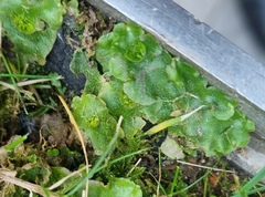 Lunularia cruciata