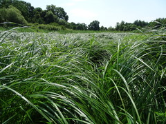 Carex buekii