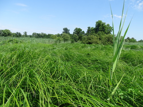 Image of Carex buekii by (c) Grzegorz Grzejszczak, some rights reserved (CC BY-SA)