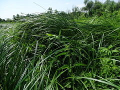Carex buekii