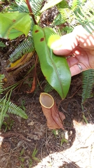 Nepenthes distillatoria