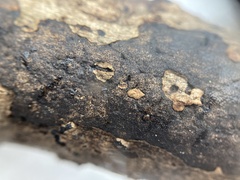 Diatrype decorticata