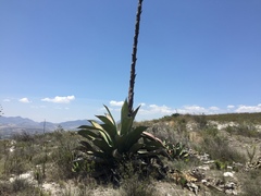 Agave scaposa