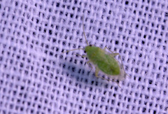 Miridae