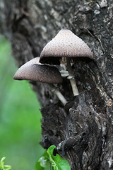 Candolleomyces tuberculatus