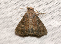 Condicinae