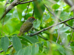 Hylophilus amaurocephalus