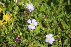 Linum julicum