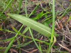 Oxypetalum pachyglossum