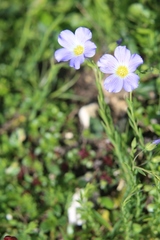 Linum julicum