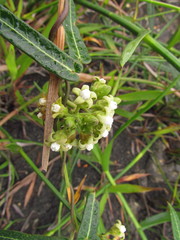 Oxypetalum pachyglossum