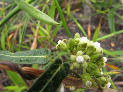Oxypetalum pachyglossum