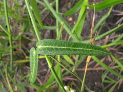 Oxypetalum pachyglossum
