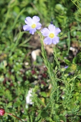Linum julicum