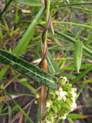 Oxypetalum pachyglossum